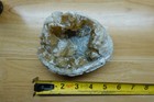 Calcite Fossil Clam Crystal Specimen Cluster Fossilized Mineral Natural Florida