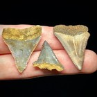 Great White Shark Teeth Lot   89 -1 34  Shark Teeth Fossils Unrestored