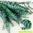 30 Pcs Dried Preserved Eucalyptus Stems Shower Bundle  9oz 17  Green-30pcs 