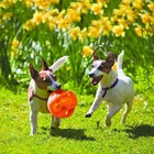 Kong Jumbler Ball Interactive Dog Toy Medium Large Tough Fetch Squeaker Toy