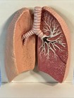 Vintage Medical Septra Ds Plastic Display Lung Model Pharma Rep Doctor