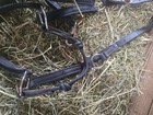 Rope Nose Band  Hybrid Style Halter  Black  3 4  Nylon With Leather Crown