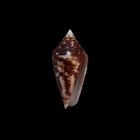 Conus Ximenes Mahogani Cone Shell 25 58mm Collection Data Old Collection