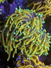 Wysiwyg Rare  5hd Cc Goldfinger Torch Colony Multi Live Coral Grail Lps Sps Frag