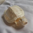 Real Tortoise Skeleton - Taxidermy Specimens Turtle Bones For Diy Collectibles