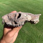 Fossil Oreodont Skull  Merycoidodon  White River Badlands  Nebraska