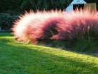 Muhly Grass   2 Inch   30  Live Plants   Muhlenbergia   Ornamental Border