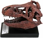 Tyrannosaurus Skull 1 10th Scale Smithsonian Licensed - The Nation s T rex