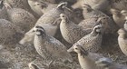 12  Snowflake Bobwhite Quail Hatching Eggs 