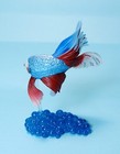 Stasto Betta Red   Green Combtail Siamese Fighting Fish Figure Us Seller New Nip