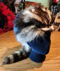 Fur Hat Racoon Whole Skin W removable Knit Liner Sz L To Xl Euc Hand Made In Usa
