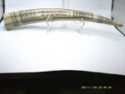 Large Faux Scrimshaw Tusk-the Bark Veronica Out Of New Bedford-over 17  Long