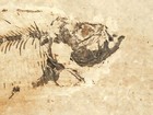 X-ray Bones  On This 50 Million Year Old  Diplomystus Fish Fossil Wyoming 216gr