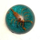 Vintage Resin Scorpion Paperweight Insect Nature Taxidermy Lucite Dome Bug