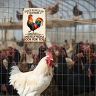 Funny Chicken Rooster Tin Sign Metal Decor Farmhouse Wall Art 8x12 Inch Decor