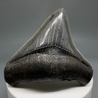 2 45  Sharply Serrated Fossil Megalodon Shark Tooth - Killer Lateral Tooth 