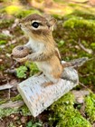 New Taxidermy   Real Eastern Chipmunk Mount  Squirrel Taxidermy  Nature  Gift  