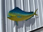 53  Bull Dolphin Half Mount  mahi  Replica - Quick Production