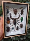 Real Black Scorpion Cicada  Beetle Insect Bug Taxiderm In Frame Wall Art Decor