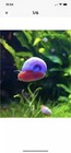 15  12 3 pink Ramshorn Snails  live Fresh Water Invertebrate Algae Cleaner