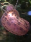 2  High Quality Leopard Ramshorn Amazing Algae Eating Snails    Free Plants
