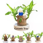 A Set Of Green Plant Brazilian Wood Water Raise Lucky Wood Potted Tree Indoor Us
