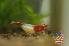 10 1 Red Rili - Freshwater Neocaridina Aquarium Shrimp  Live Guarantee