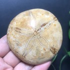 104g Polished Starfish Crystal Specimen Madagascar 22
