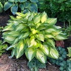 310  Mixed Color Hosta Seeds For Planting - Hostas Seeds Rare Perennial  Flower