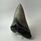 Megalodon Shark Tooth 5 43 Inch - Serrated - Amazing Fossil - Authentic 20274