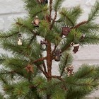 Set Of 9 Rustic Primitive Mini Christmas Ornaments  1 25  Tall  By The Country H