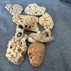 Lot Of 8 Natural Holy Hag Stones Medium