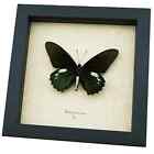 Battus Belus Varus Real Framed Butterfly Metallic Green Taxidermy Display