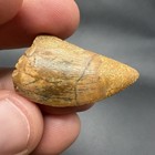 Real Fossil Dinosaur Tooth 1 30    Charcharodontosaurus T Rex Relative  restored 