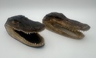 Real American Alligator Heads     6    Taxidermy Pair 