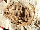 Big  Super Nice  Museum Cambropallas Telesto Trilobite Fossil Morocco 904gr