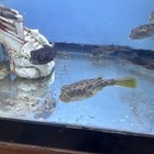 Fahaka Puffer Fish 3      tetraodon Lineatus  Live Fish Redline Fahak Puffer