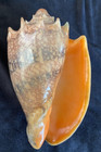 Volutidae Cymbiola Imperialis Orange Mouth 135 6mm Zamboanga  Philippines 2015