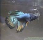 Live Male Betta Aquarium Fish Blue green yellow - Freshwater Tropical