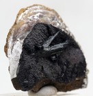 Vivianite Clam Fossil Crystal Mineral Specimen Sea Life Natural Crimea Ukraine