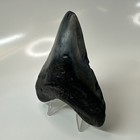 Megalodon Shark Tooth 3 81 Inch - Beautiful - Real Fossil - Natural Teeth 20637