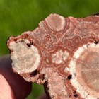Rare Polyporites Fungul Infected Petrified Wood Rough Faced Specimen  y31 