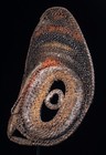 Masque    Igname  Yam Mask  Oceanic Art  Tribal Art  Papua New Guinea  32 X 21 Cm