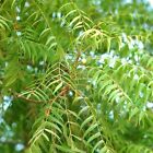     rare Neem Tree Plant Or Seeds Azadirachta Indica Nongma In Pot Grown Seed Ns10