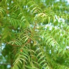 500  Rare Neem Tree Plant Seeds Azadirachta Indica Nongma In Pot Grown Seed Ns25