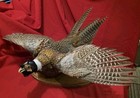 Taxidermy Male Ringneck Pheasant Mounted Wings Extended