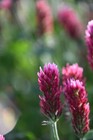 Crimson Clover Seed     Non-gmo Heirloom Inoculated Cover Crop   Food Plot