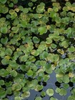Frogbit  limnobium Spongia  Live Aquarium Plants Buy 2 Get 1 Free