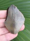 Natural Beautiful 2 08    Megalodon Tooth Fossil Shark Teeth