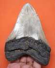 Megalodon Shark Tooth - Real Fossil - 4 51    - Shark Teeth - No Restorations